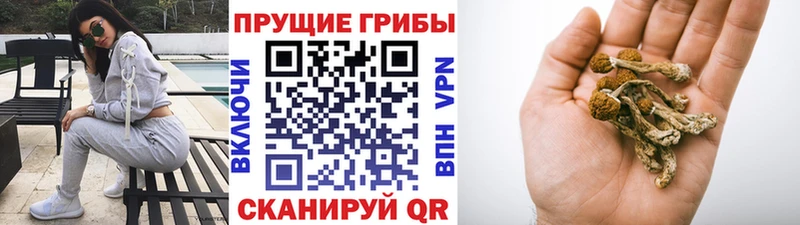 Псилоцибиновые грибы Psilocybine cubensis  где продают   Качканар 